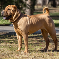FundoFotoCarossel-Sharpei6