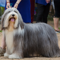 FundoFotoCarossel-Sheepdog1