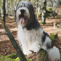 FundoFotoCarossel-Sheepdog2