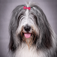 FundoFotoCarossel-Sheepdog3