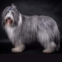 FundoFotoCarossel-Sheepdog4