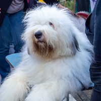 FundoFotoCarossel-Sheepdog5