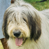FundoFotoCarossel-Sheepdog6