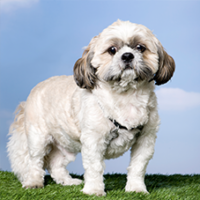 FundoFotoCarossel-ShihTzu1