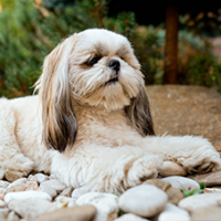 FundoFotoCarossel-ShihTzu3