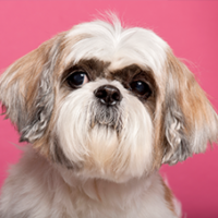 FundoFotoCarossel-ShihTzu4