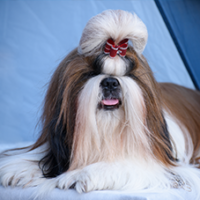 FundoFotoCarossel-ShihTzu5