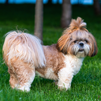 FundoFotoCarossel-ShihTzu6
