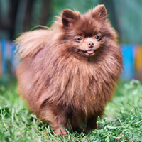 FundoFotoCarossel-Spitz1