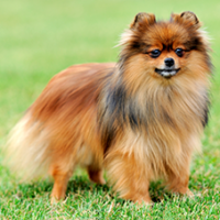 FundoFotoCarossel-Spitz2