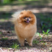 FundoFotoCarossel-Spitz3