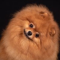 FundoFotoCarossel-Spitz4