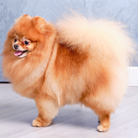 FundoFotoCarossel-Spitz5