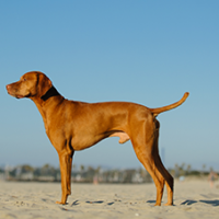 FundoFotoCarossel-Vizsla1