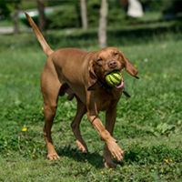FundoFotoCarossel-Vizsla2