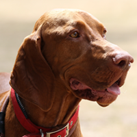FundoFotoCarossel-Vizsla3