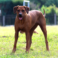 FundoFotoCarossel-Vizsla4