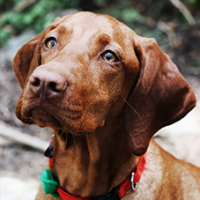 FundoFotoCarossel-Vizsla5