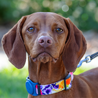 FundoFotoCarossel-Vizsla6