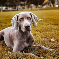 FundoFotoCarossel-Weimaraner1