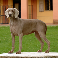 FundoFotoCarossel-Weimaraner2