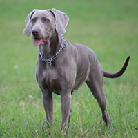 FundoFotoCarossel-Weimaraner3