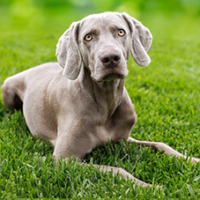 FundoFotoCarossel-Weimaraner4