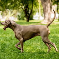 FundoFotoCarossel-Weimaraner5
