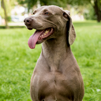 FundoFotoCarossel-Weimaraner6