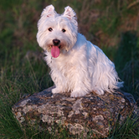 FundoFotoCarossel-WestHighland1