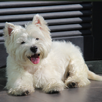 FundoFotoCarossel-WestHighland3