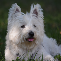 FundoFotoCarossel-WestHighland4
