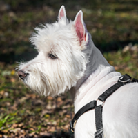 FundoFotoCarossel-WestHighland5