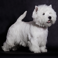 FundoFotoCarossel-WestHighland6