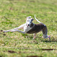 FundoFotoCarossel-Whippet1