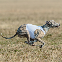 FundoFotoCarossel-Whippet2