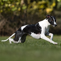 FundoFotoCarossel-Whippet3