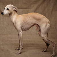 FundoFotoCarossel-Whippet5