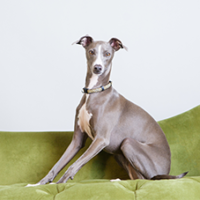 FundoFotoCarossel-Whippet6