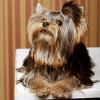 FundoFotoCarossel-Yorkshare1
