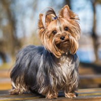 FundoFotoCarossel-Yorkshare2