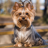 FundoFotoCarossel-Yorkshare3