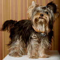 FundoFotoCarossel-Yorkshare4