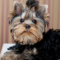 FundoFotoCarossel-Yorkshare5