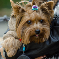 FundoFotoCarossel-Yorkshare6
