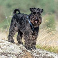 _Schnauzer-FotoCarossel1