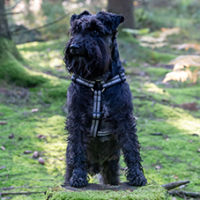 _Schnauzer-FotoCarossel2