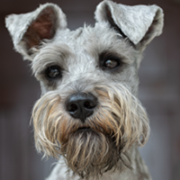 _Schnauzer-FotoCarossel4